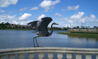 Heron takes flight / Headline Surfer